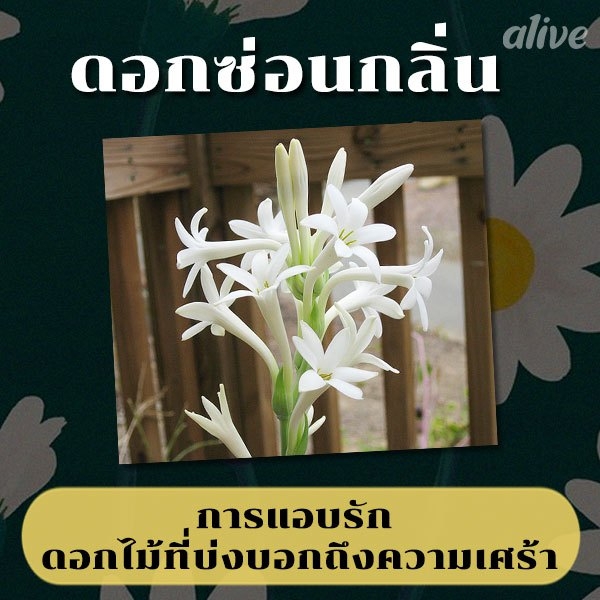 รวม 13 ความหมาย ของ ดอกไม้ไทย ที่คุณอาจไม่เคยรู้มาก่อน!!