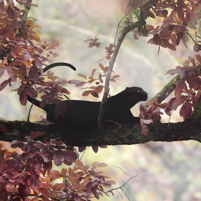 ชุดภาพหายากของ “เสือดำแห่งอินเดีย” โดยช่างภาพ Shaaz Jung