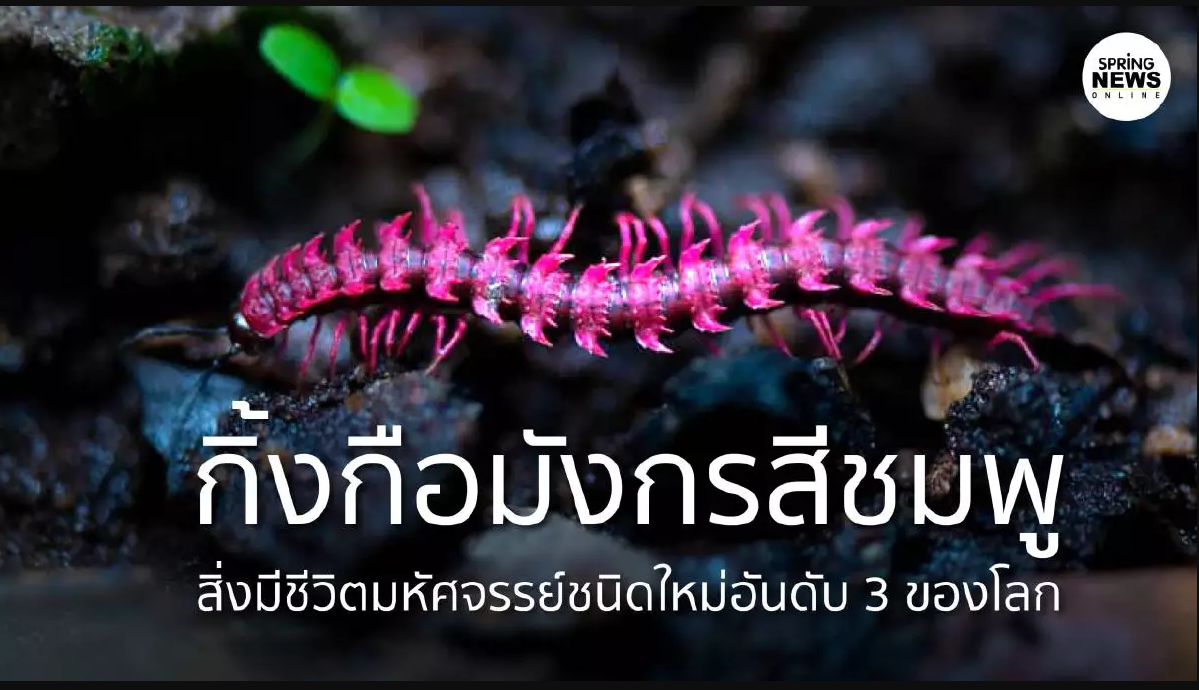 กิ้งกือมังกรสีชมพู สิ่งมีชีวิตชนิดใหม่อันดับที่ 3 ของโลก ณ หุบป่าตาด อุทัยธานี