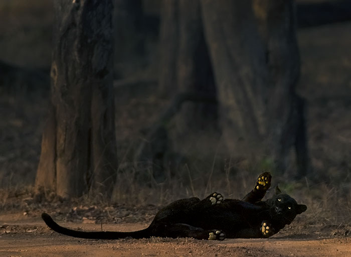 ชมภาพอันน่าทึ่งของเสือดาวและเสือดำ ที่ช่างภาพต้องรอที่เดิม 6 วัน กว่าจะได้มา