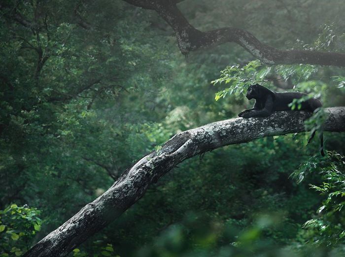 ชุดภาพหายากของ “เสือดำแห่งอินเดีย” โดยช่างภาพ Shaaz Jung