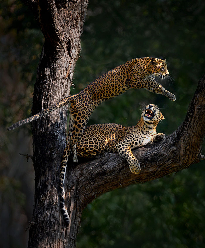 ชมภาพอันน่าทึ่งของเสือดาวและเสือดำ ที่ช่างภาพต้องรอที่เดิม 6 วัน กว่าจะได้มา