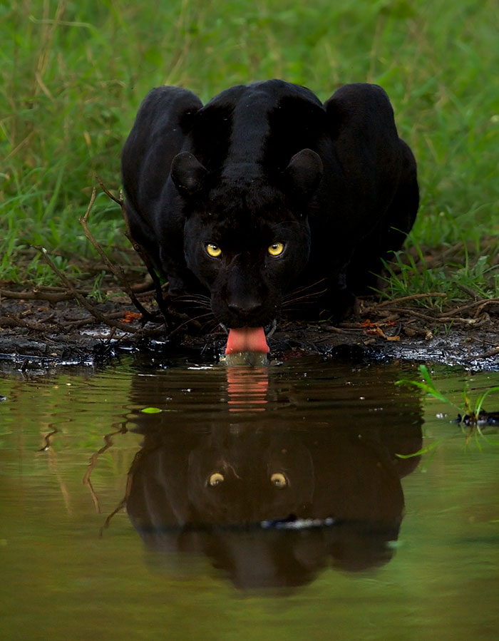 ชมภาพอันน่าทึ่งของเสือดาวและเสือดำ ที่ช่างภาพต้องรอที่เดิม 6 วัน กว่าจะได้มา