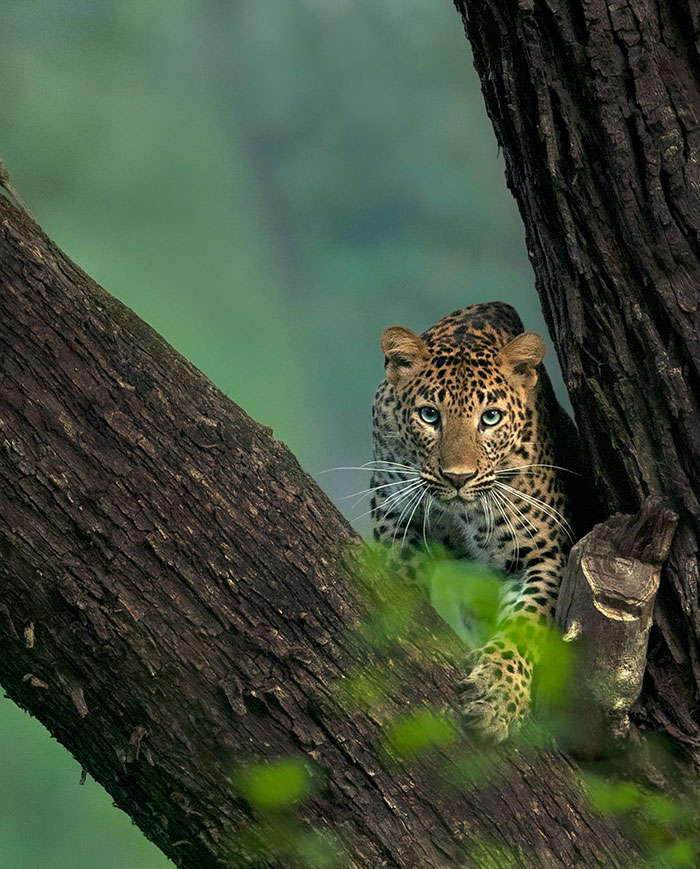 ชมภาพอันน่าทึ่งของเสือดาวและเสือดำ ที่ช่างภาพต้องรอที่เดิม 6 วัน กว่าจะได้มา