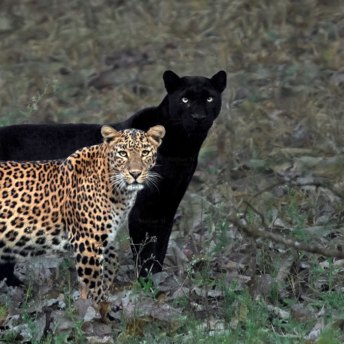 ชมภาพอันน่าทึ่งของเสือดาวและเสือดำ ที่ช่างภาพต้องรอที่เดิม 6 วัน กว่าจะได้มา