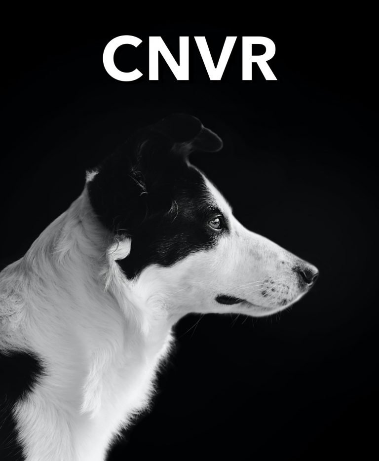 CNVR แก้ปัญหาหมาแมวจรจัด ?!