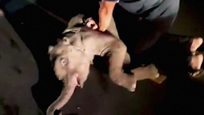 กู้ภัยที่ไม่รู้ตำแหน่งหัวใจช้าง ทำ CPR ให้ “ลูกช้าง” ที่ถูกรถชน จนมันฟื้นขึ้นมาอีกครั้ง