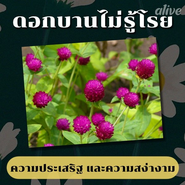 รวม 13 ความหมาย ของ ดอกไม้ไทย ที่คุณอาจไม่เคยรู้มาก่อน!!