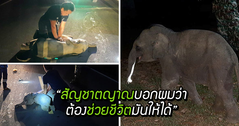 กู้ภัยที่ไม่รู้ตำแหน่งหัวใจช้าง ทำ CPR ให้ “ลูกช้าง” ที่ถูกรถชน จนมันฟื้นขึ้นมาอีกครั้ง