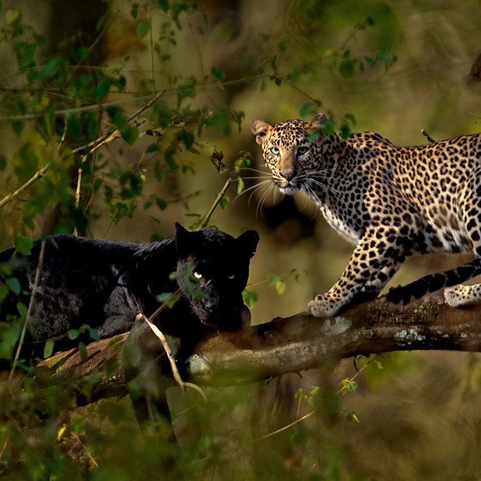 ชมภาพอันน่าทึ่งของเสือดาวและเสือดำ ที่ช่างภาพต้องรอที่เดิม 6 วัน กว่าจะได้มา