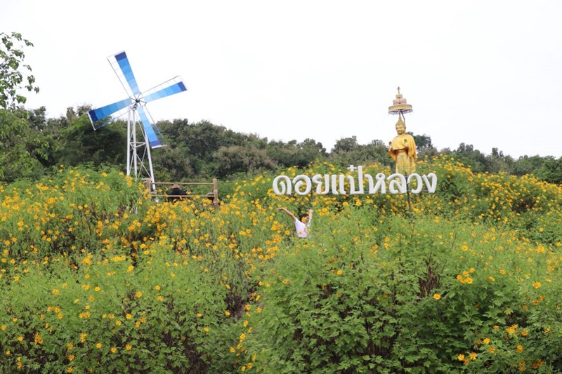 เปิดแล้ว! งาน"วันดอกบัวตองบานที่ไม้ยา"  จ.เชียงราย