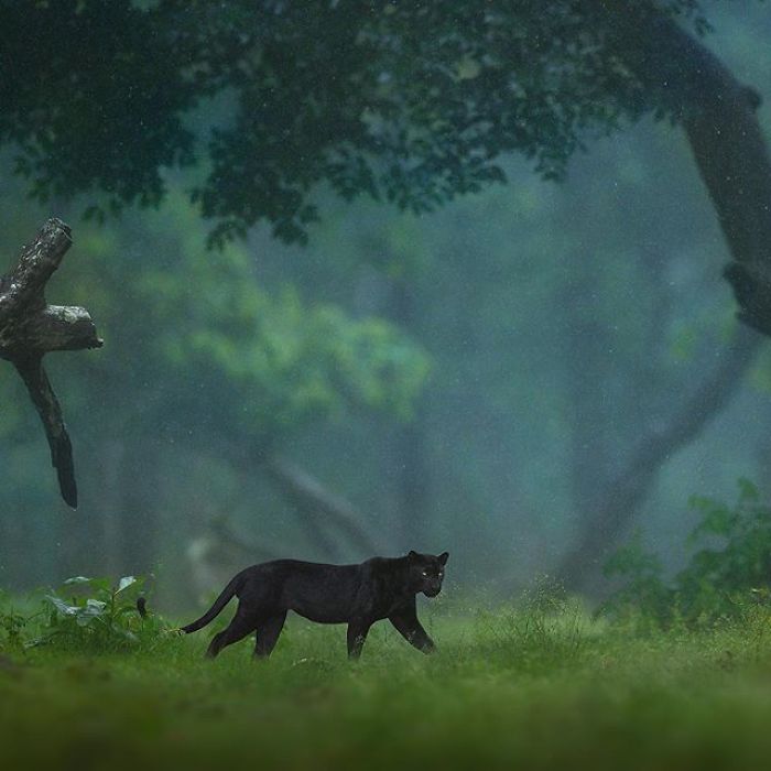 ชุดภาพหายากของ “เสือดำแห่งอินเดีย” โดยช่างภาพ Shaaz Jung
