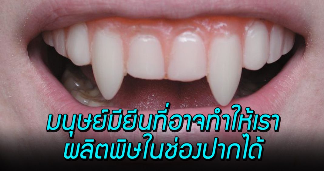 งานวิจัยชี้ มนุษย์เรามียีนสำคัญ ซึ่งอาจทำให้เราผลิตพิษในช่องปากในรูปแบบคล้ายกับงูได้