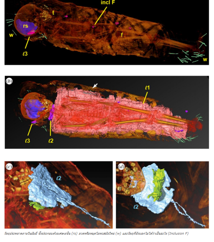 ผลตรวจสอบมัมมี่โบราณ พบมีวัตถุลึกลับในตัวเพียบ!!