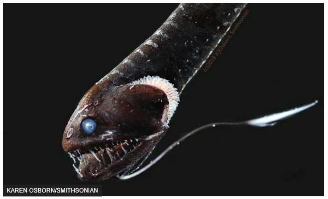 ปลาทะเลลึกพรางตัวด้วยผิวดำระดับ "แวนตาแบล็ก" สีมืดมิดที่สุดในโลก
