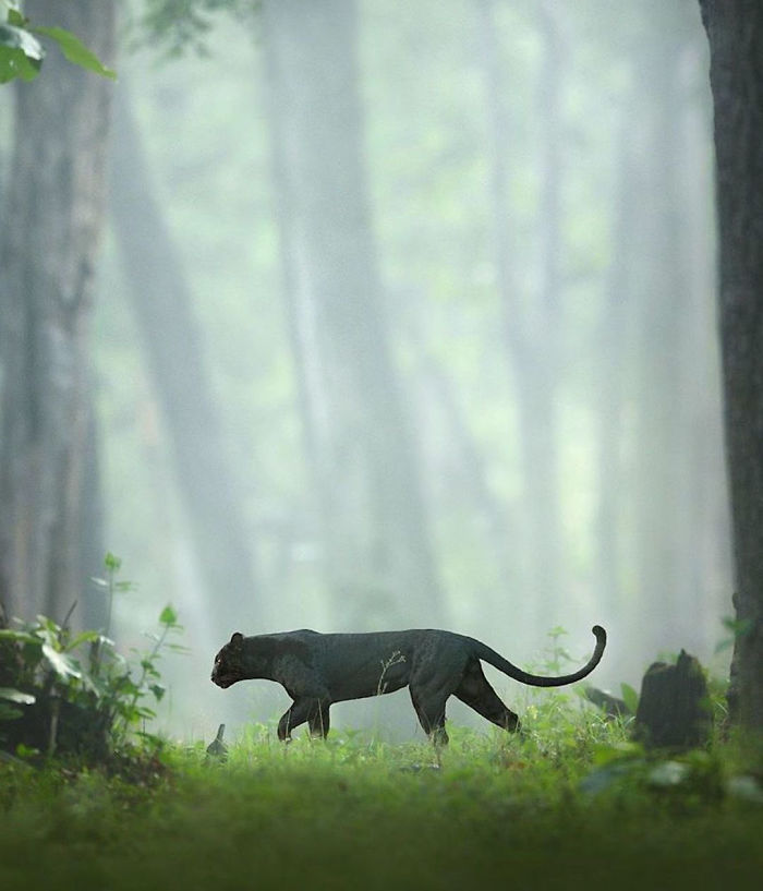 ชุดภาพหายากของ “เสือดำแห่งอินเดีย” โดยช่างภาพ Shaaz Jung